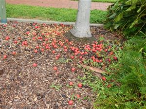  Orange fallen fruit below the Foxtail Palm