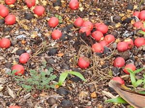  Foxtail Palm seeds fallen from tree