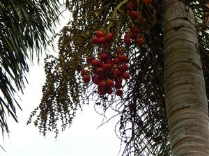  Foxtail fruit still on the tree