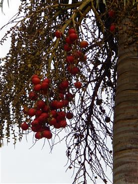  Mature red fruit on Wodyetia