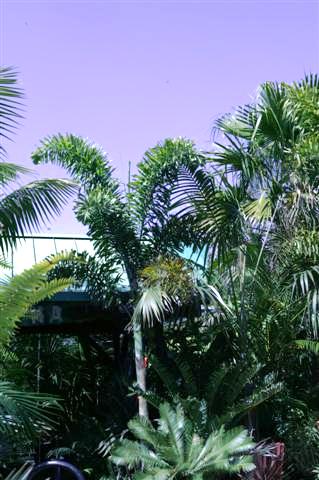  Well grown, Wodyetia b. has lush green leaves with the silver trunik seen below.
