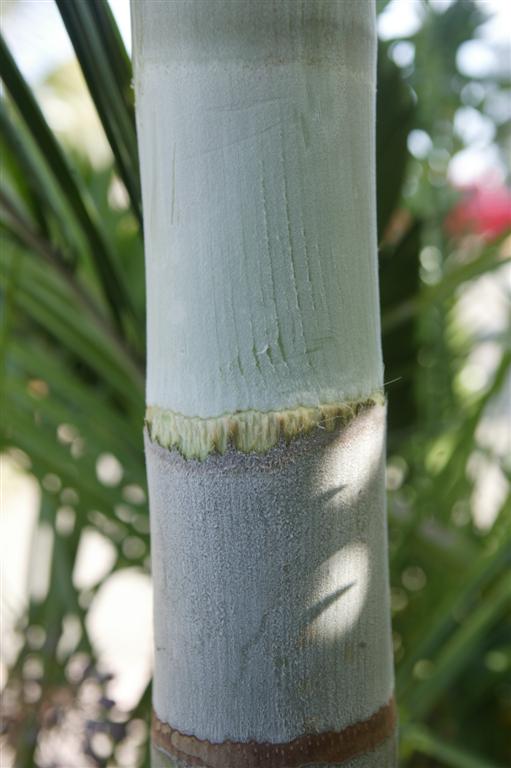  Wodyetia bifurcata juvenile