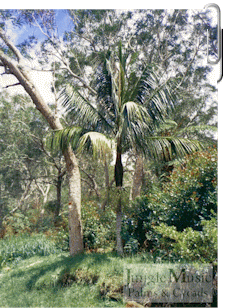 Acanthophoenix crinita:  A new introduction.  A spiny single trunked pinnate palm that gets to about 12 to 18 feet and is fast growing.  Tolerates about 27 degrees and likes strong filtered light or full sun.  Note that A. crinita is more cold tolerant than A. rubra.