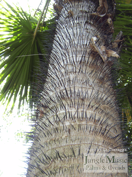  spines on Acrocomia aculeata trunk, by DC