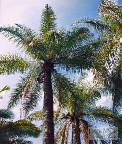 Acrocomia aculeate:   These spiny single trunk palms will take a freeze and go down to about 28 degrees.  They like sun and a lot of room.