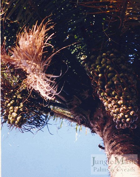  Almost mature seeds of Acrocomia species 