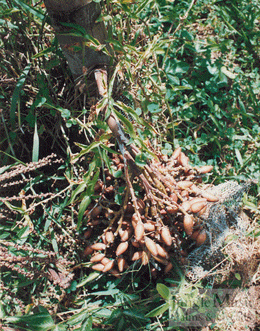  Actinokentia divaricata, immature