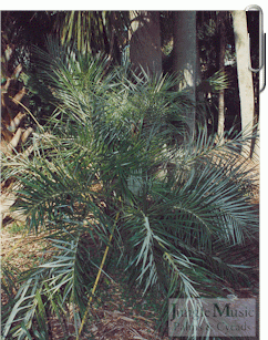 Allogoptera arenaria:    A small, suckering, pinnate palm for full sun.  It will tolerate some salt exposure and in habitat grows near the ocean.  Will tolerate to 25 degrees.