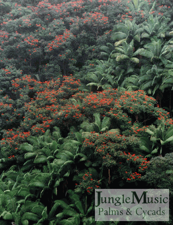 naturalized Archontophoenix
on the Big Island in HI