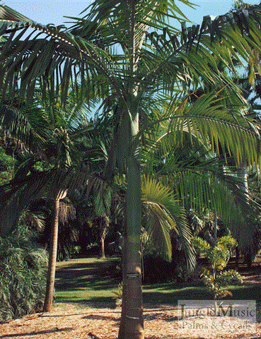  Botanical garden plant showing crown shaft