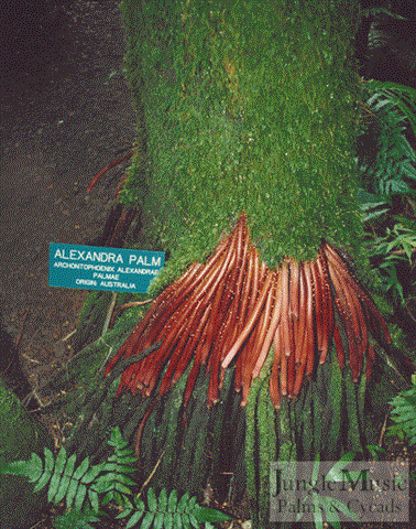  Hawaiian palm showing adventitious roots and trunk