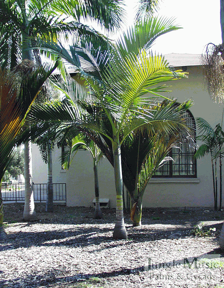  Medium sized plant in Balboa Park, San Diego