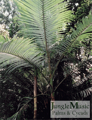 Silver underside of leaves on
Archontophoenix purpurea