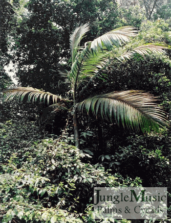  plant in habitat in Queensland 