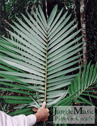  backside of leaf on A. purpurea  