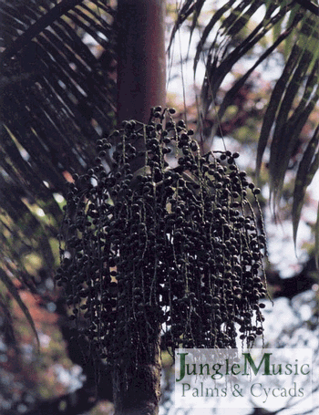 Archontophoenix purpurea with dark, mature seeds
and showing its purple crown shaft 