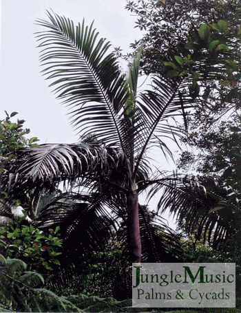 Archontophoenix purpurea (purple crown shaft, Mt. Lewis):   A very nice palm that will take down to about 28 degrees with a purple crown shaft at maturity.  Tolerates full sun or possible AM sun.