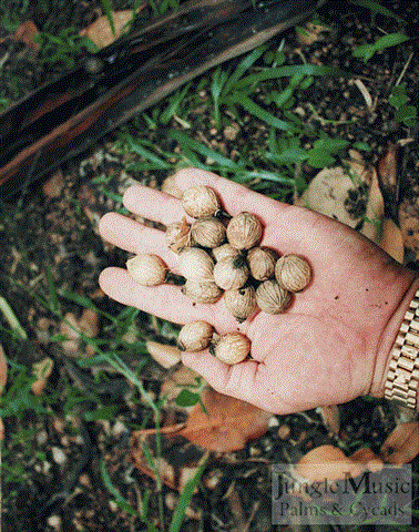  A. purpurea seeds.  Note larger size (fruit removed)