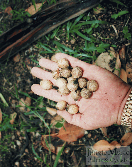  Archontophoenix purpurea cleaned seeds