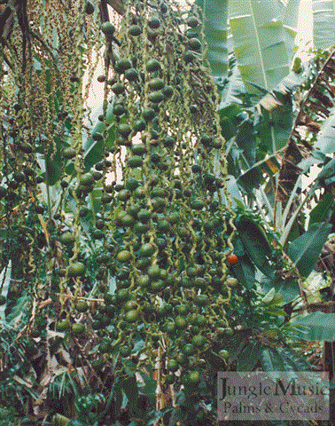  Cluster of green seeds on tree 