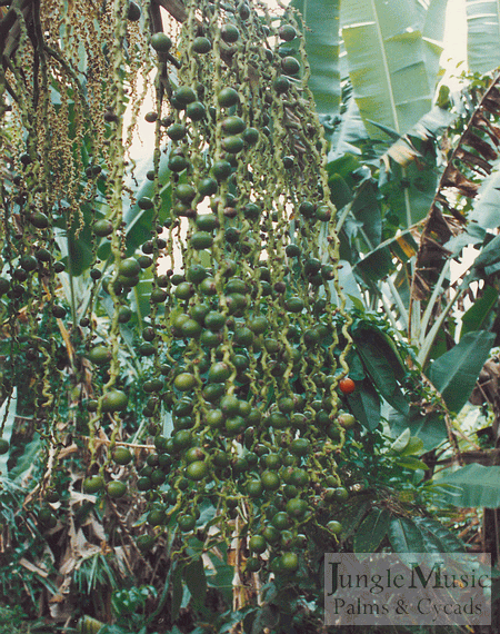 Archontophoenix purpurea, one red seed is
evident but the rest are immature