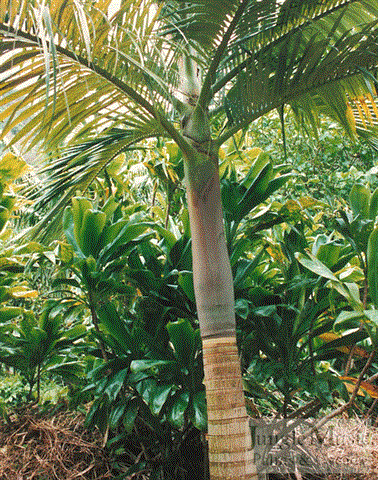 Pinnate leaves and purple crown shaft on
Archontophoenix purpurea.