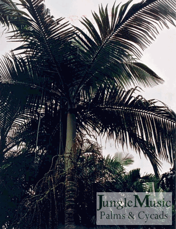  This King Palm is a "self pruning" species of palm