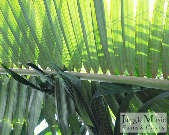  Underside leaflets showing silver color 