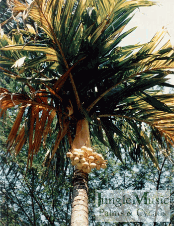  Areca catechu, golden form, with fruits evident 