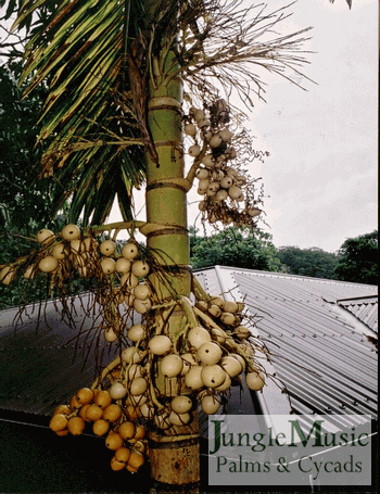  Areca catechu seeds lacking mature color 