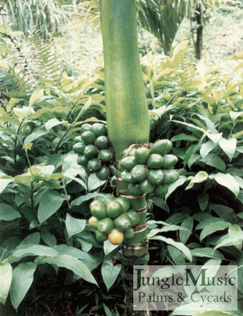  Areca ipot, immature seeds 