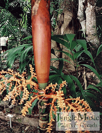  Very immature fruit on Areca vestiaria