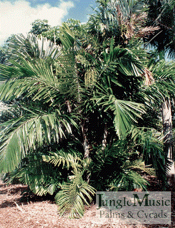 Arenga engleri:
An attractive, suckering pinnate palm with heights to about 10 to 12 feet with very fragrant blossoms.  The leaflets are irregular and tropical appearing.  Tolerates filtered light or sun in most areas.  Blossoms are fragrant.  Cold tolerance estimated at 18 degrees.