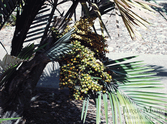  Fruit on a stem of Arenga engleri