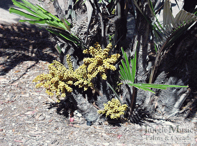  Arenga engleri in blossom.  Flowering stems will die.