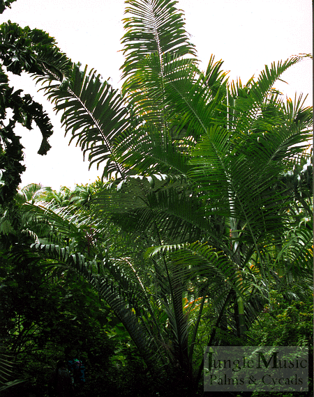 

Arenga pinnata:   A large single trunk pinnate palm with silver underside of the leaflets and a fibrous material on the trunk.  Needs room and strong filtered sun, working its way into sun. Cold tolerance upper 20's F.
