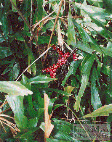  Arenga porphyrocarpa with mature fruit 