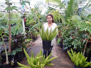  Alma holding a 5 gallon plant 