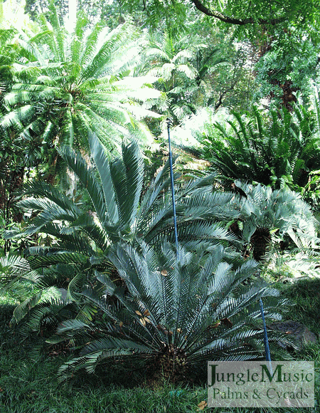 Older cycads accentuating a garden  