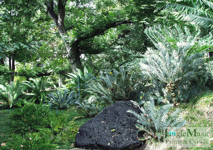  A collection of cycads under a large old tree  