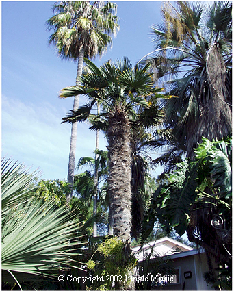  Assorted fan palms