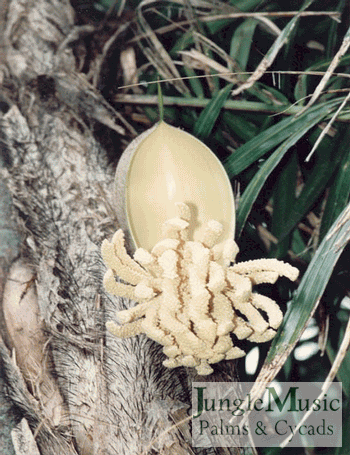  Blossom of Bactris gasipaes