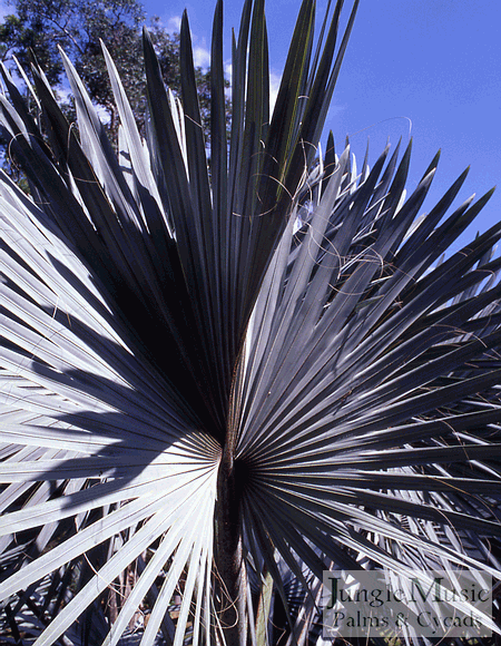  Close-up crown of leaves 