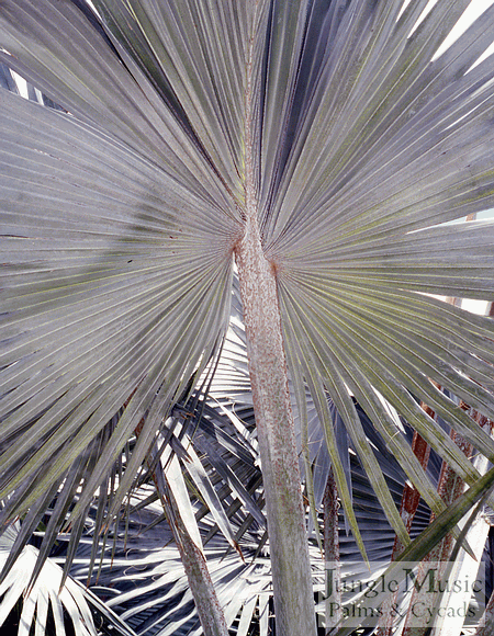  Back side of the Bismarckia leaf 