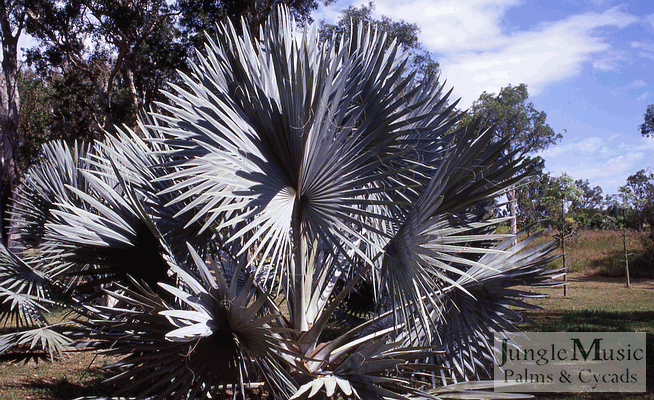 Bismarckia nobilis, the Bismarck Palm
Sun loving palm with brilliant silver-blue leaves.  Likes heat, full sun and good drainage.  From Madagascar and very popular.  In most applications, gets to about 30 feet.  Good drainage preferred.