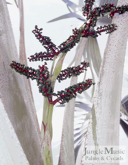 This photograph shows how very silver-white the stems of the Bismarckia really are.  Note the early flower formation on this plant.