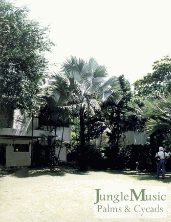  Bismarck Palm at home in Madagascar