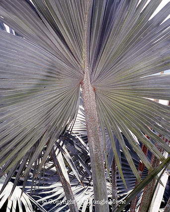  Bismarkia nobilis, a beautiful fan leaf