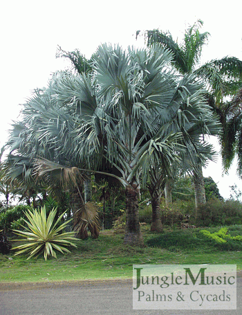  Three Bismarckia nobilis, domestic garden