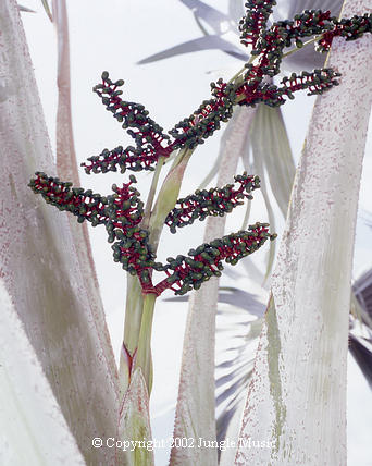 Bismarkia nobilis blossom and petioles
